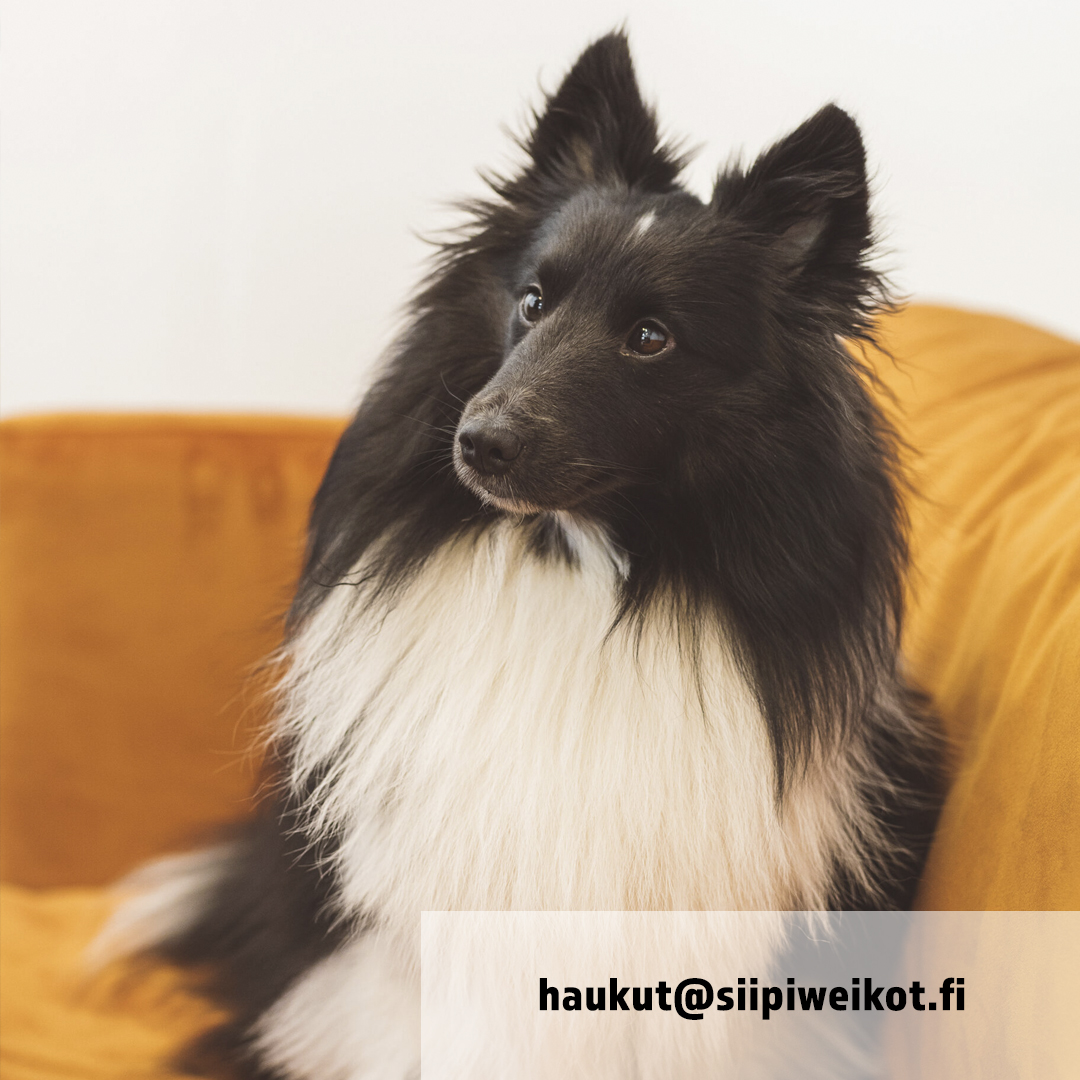 Siipiweikot Toimistokoira